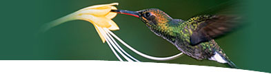 Conservation International